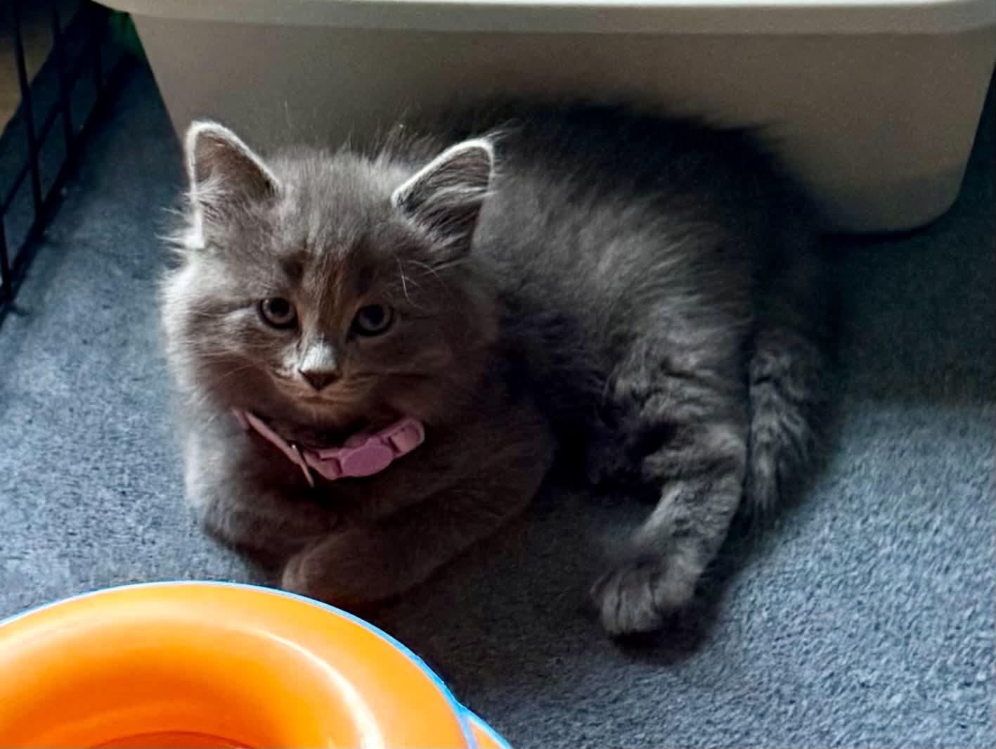 Enlarge Ethel & Lucy, a ADOPTABLE Domestic Medium Hair in Mechanicsburg, PA image 4/4