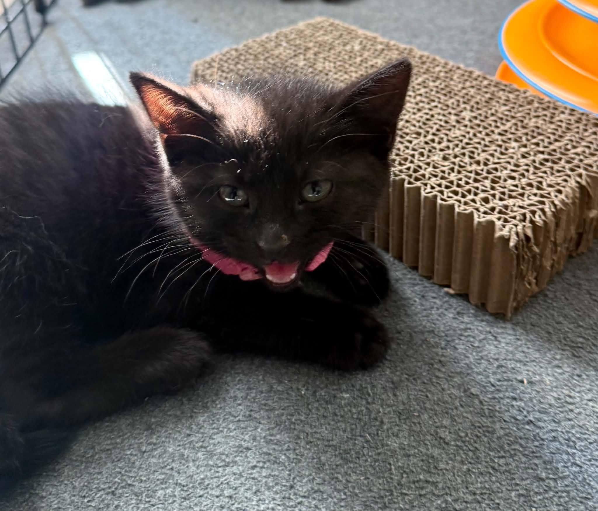 Enlarge Ethel & Lucy, a ADOPTABLE Domestic Medium Hair in Mechanicsburg, PA image 3/4