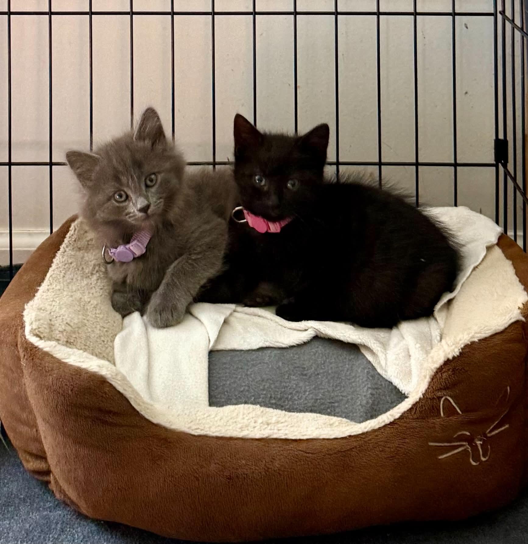 Ethel & Lucy, ADOPTABLE, Kitten Female Domestic Medium Hair.