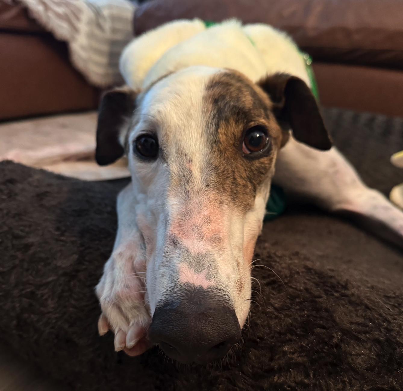 Hlos Supernova (Corey), Adopted, Adult Male Greyhound.