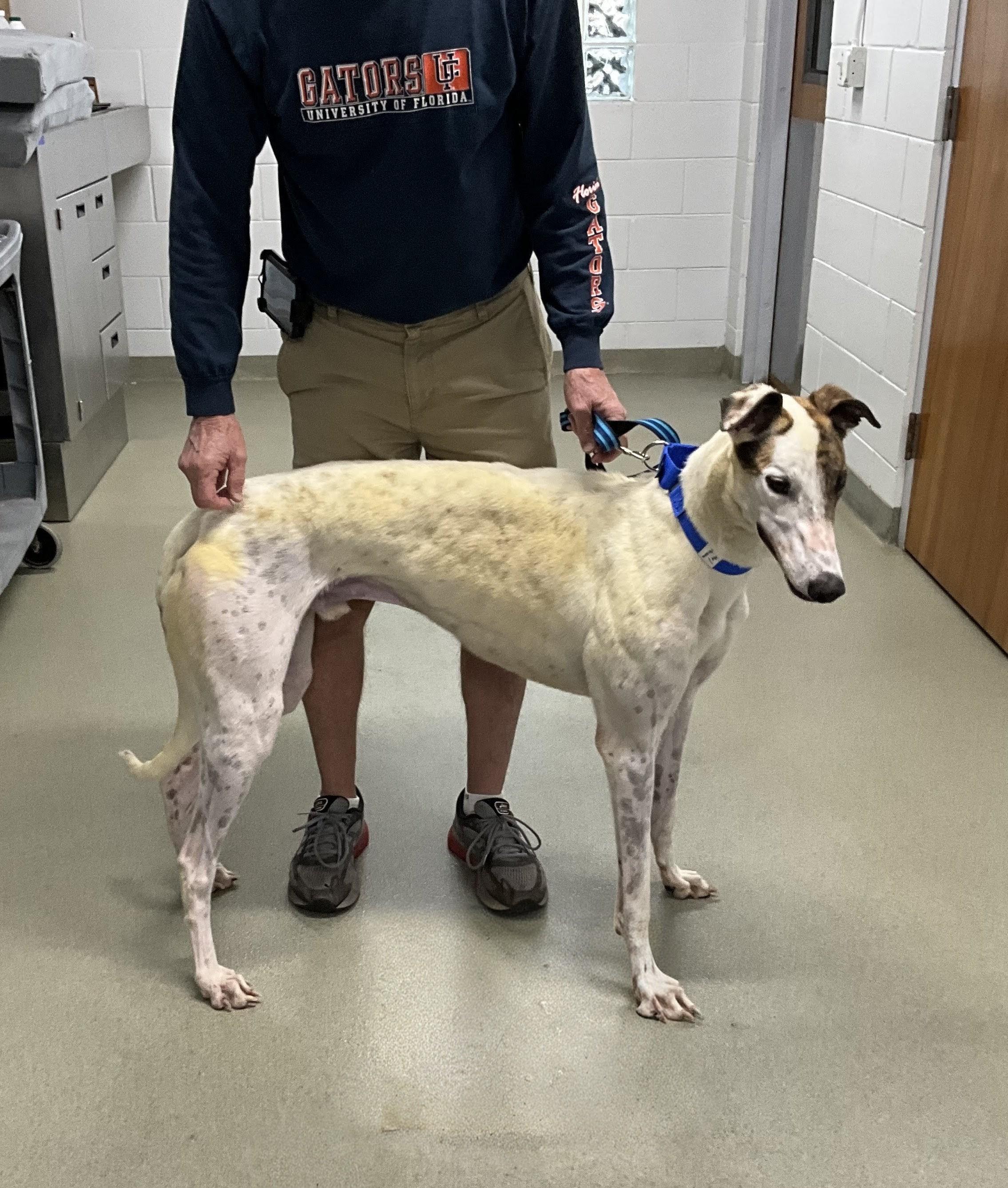 Hlos Supernova (Corey), a Adopted Greyhound in Tarpon Springs, FL image 2/4