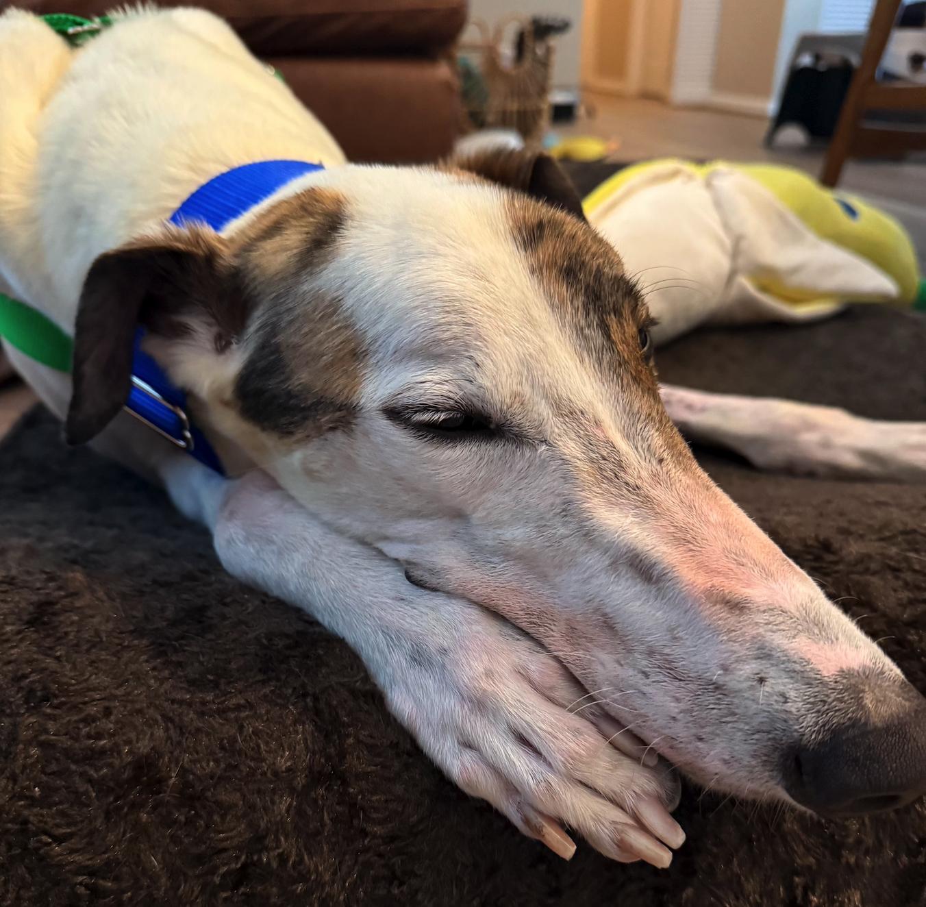 Hlos Supernova (Corey), a Adopted Greyhound in Tarpon Springs, FL image 3/4