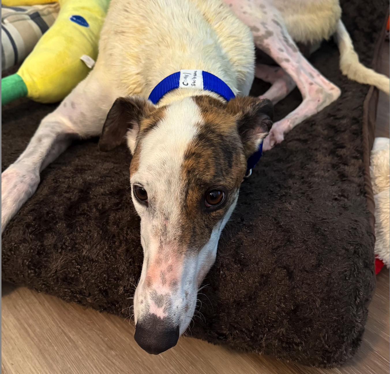 Hlos Supernova (Corey), a Adopted Greyhound in Tarpon Springs, FL image 4/4