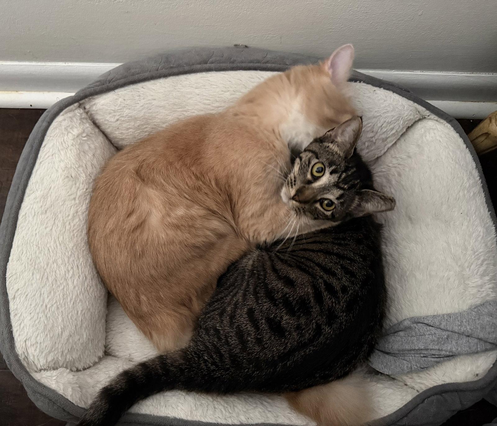 Enlarge Cookie, a Adoptable Domestic Short Hair in Nashville, TN image 1/3