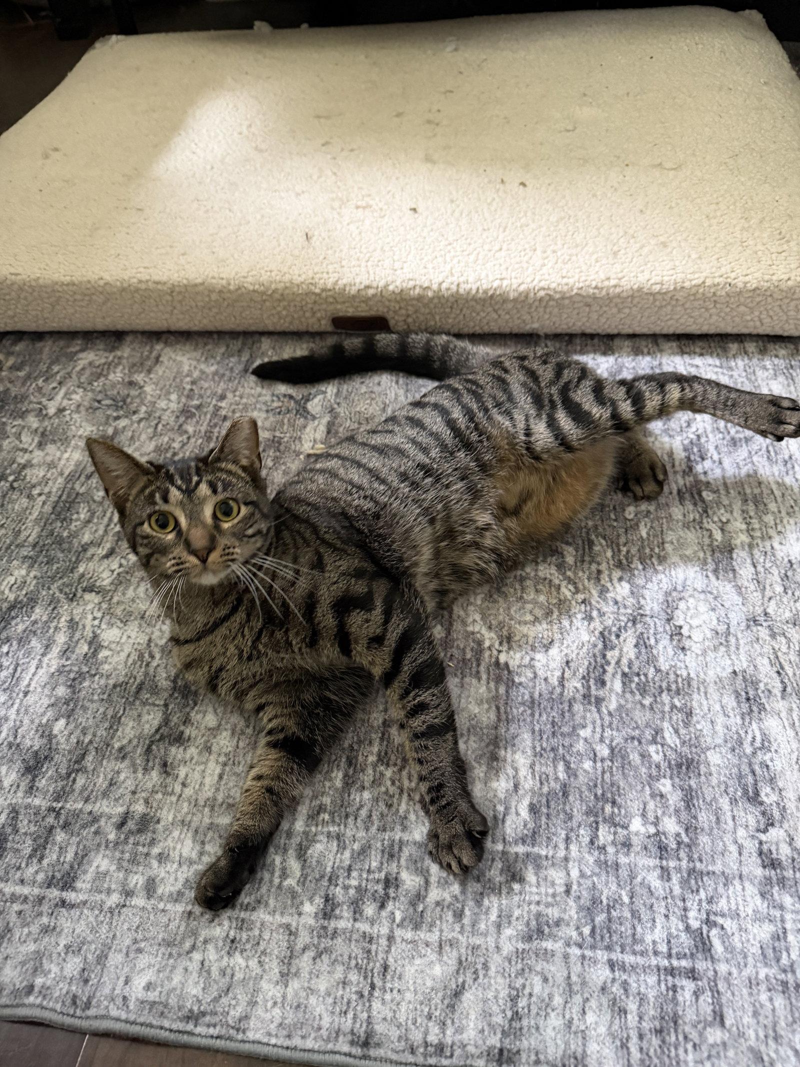 Enlarge Cookie, a Adoptable Domestic Short Hair in Nashville, TN image 2/3