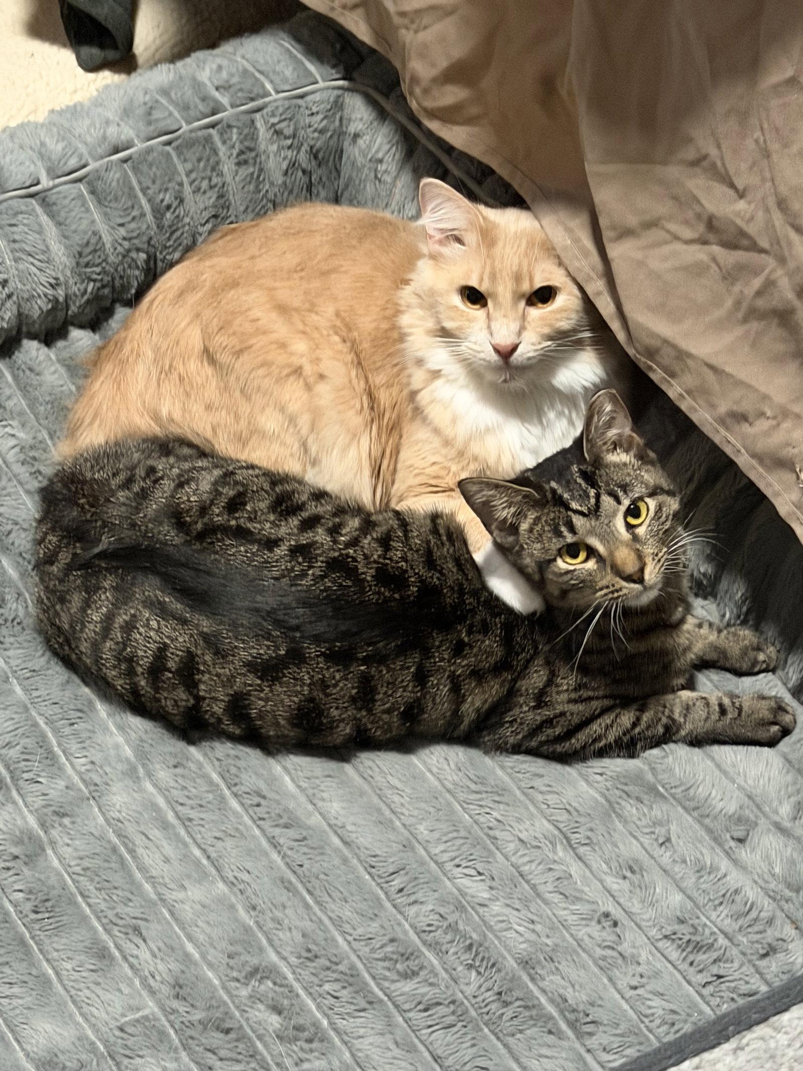 Enlarge Cookie, a Adoptable Domestic Short Hair in Nashville, TN image 3/3