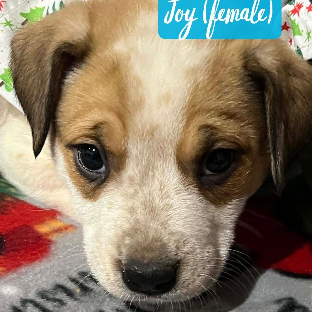 Enlarge Joy (IN TRIAL ADOPTION), a ADOPTABLE mixed breed in Nantucket, MA image 1/1