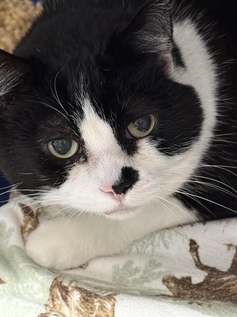 Enlarge Dory (Phat Kat), a Adoptable mixed breed in Ontario, OR image 1/1