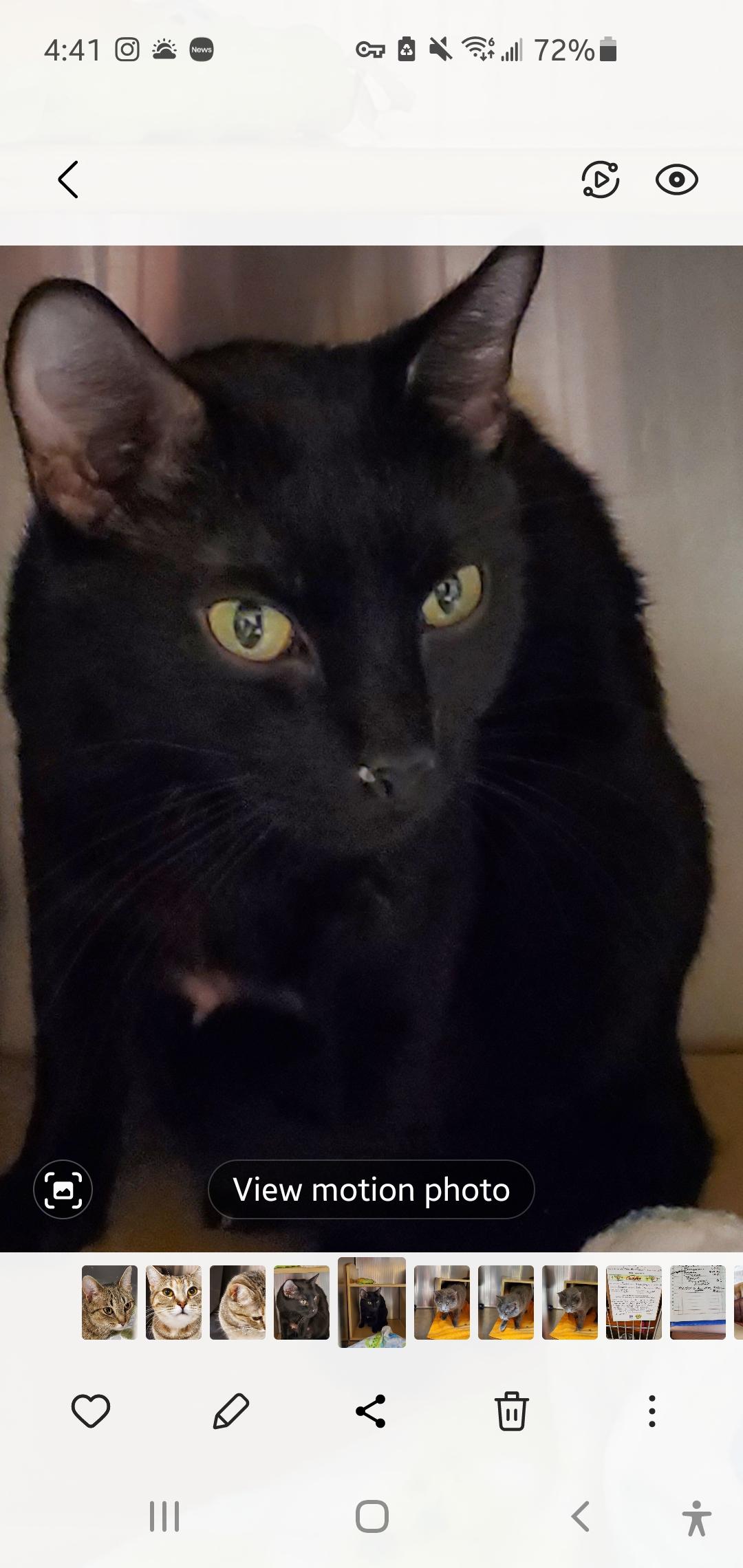 Enlarge Venus, a ADOPTABLE Domestic Short Hair in Muncie, IN image 1/1