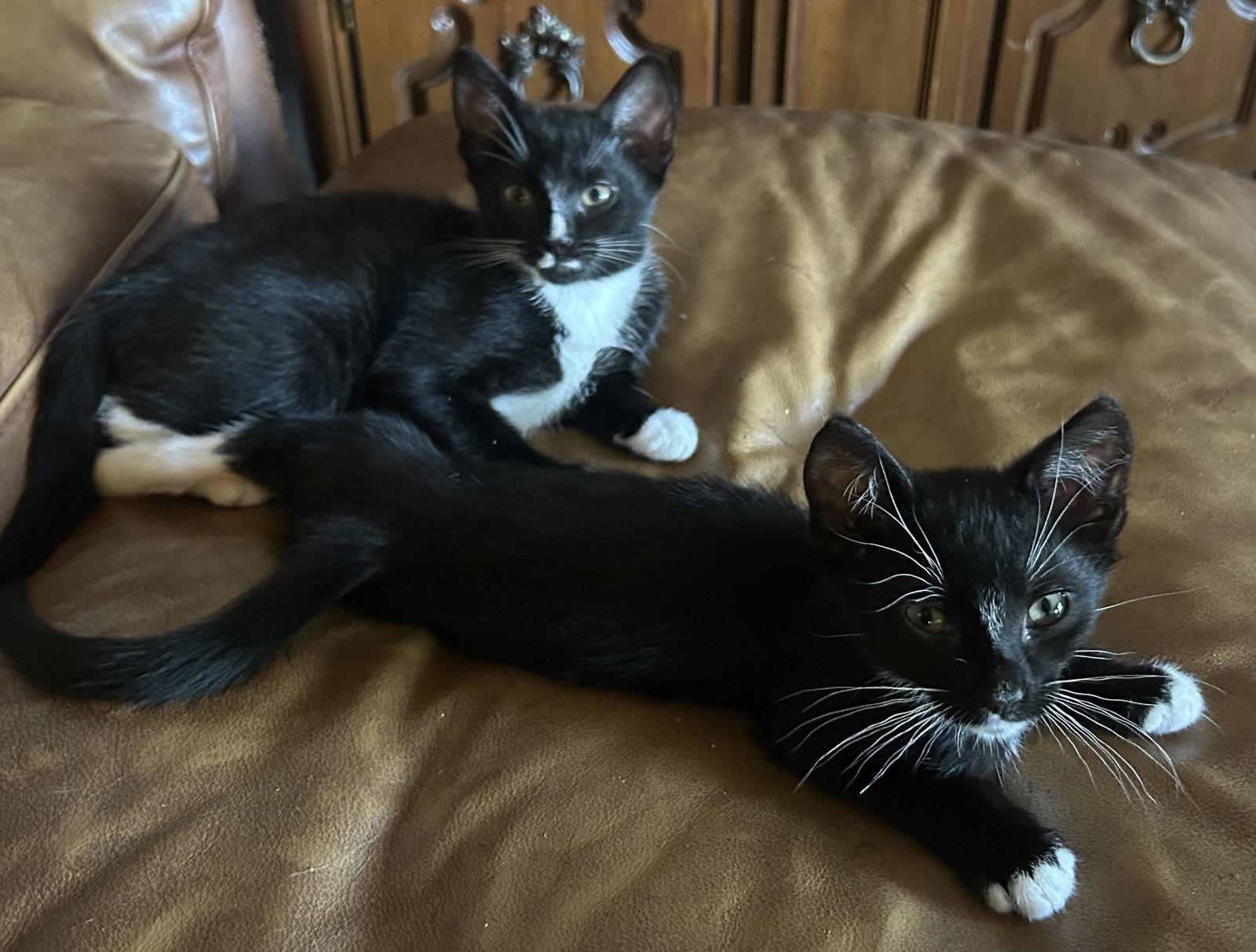 Hoover, Adopted, Young Male Domestic Short Hair.