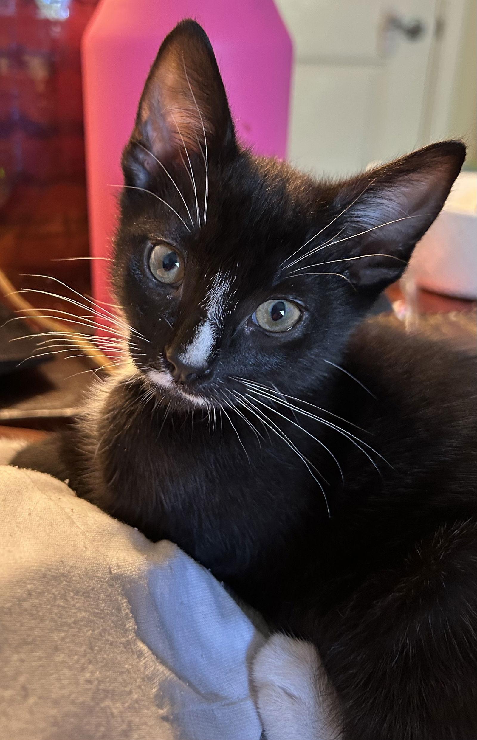 Hoover, Adopted, Young Male Domestic Short Hair.