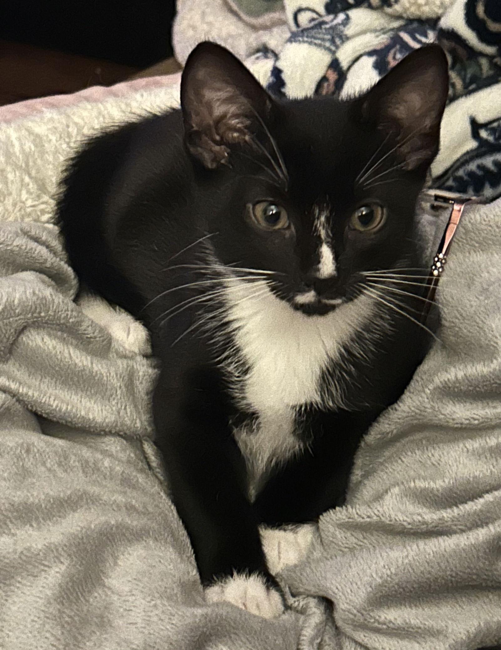 Hoover, a Adopted Domestic Short Hair in Burlington, WA image 3/3