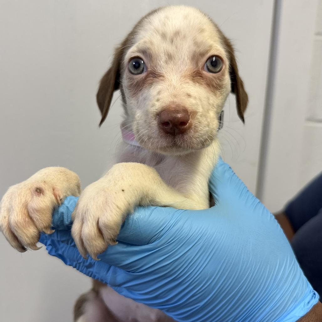 Ryan, Adoptable, Puppy Female Pointer & Cattle Dog.