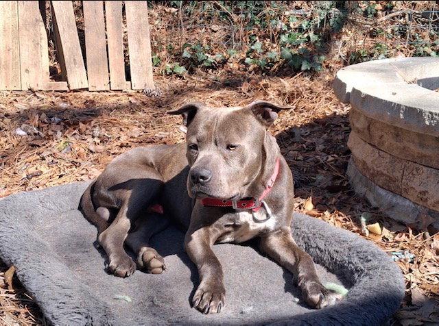 Georgie Boy - Not a mean bone; smart, Adoptable, Adult Male American Bulldog & Pit Bull Terrier.