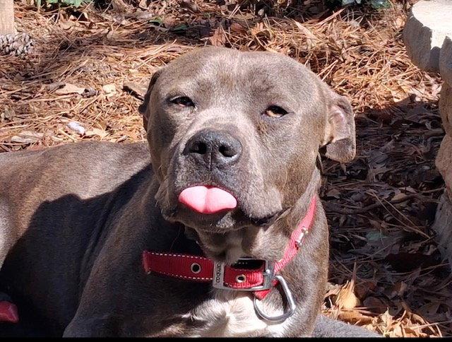 Enlarge Georgie Boy - Not a mean bone; smart, a Adoptable mixed breed in Atlanta, GA image 2/3