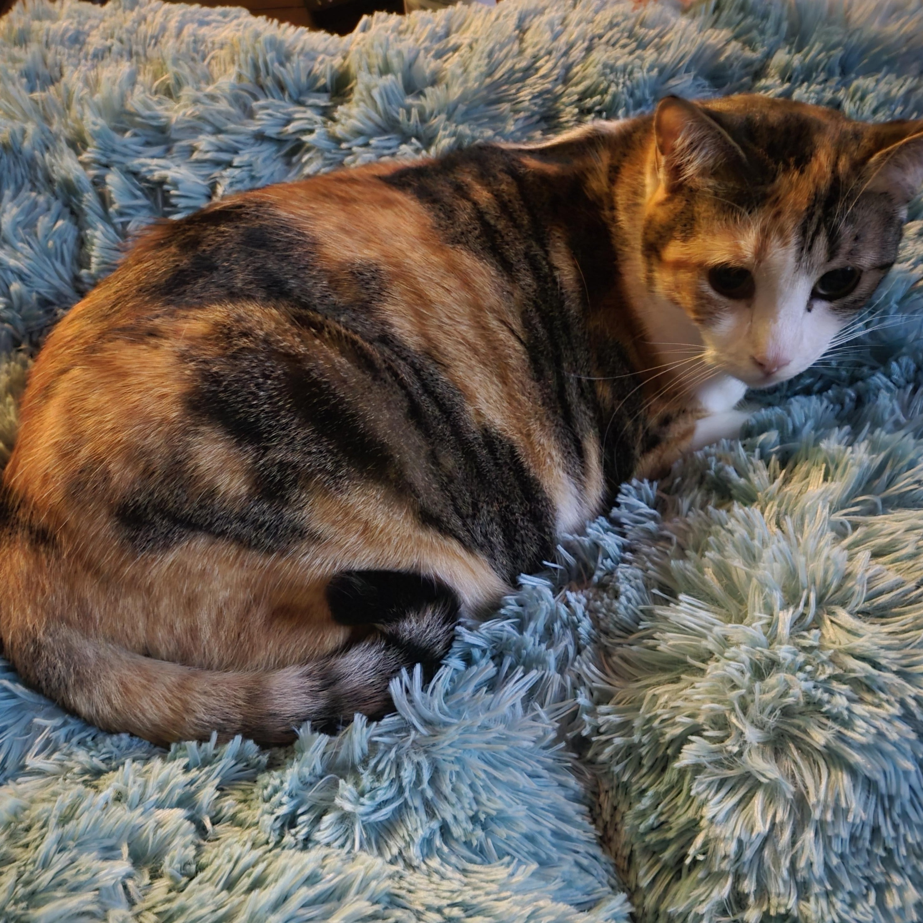 Lala, an adoptable Calico, Tabby in Monrovia, CA, 91016 | Photo Image 2
