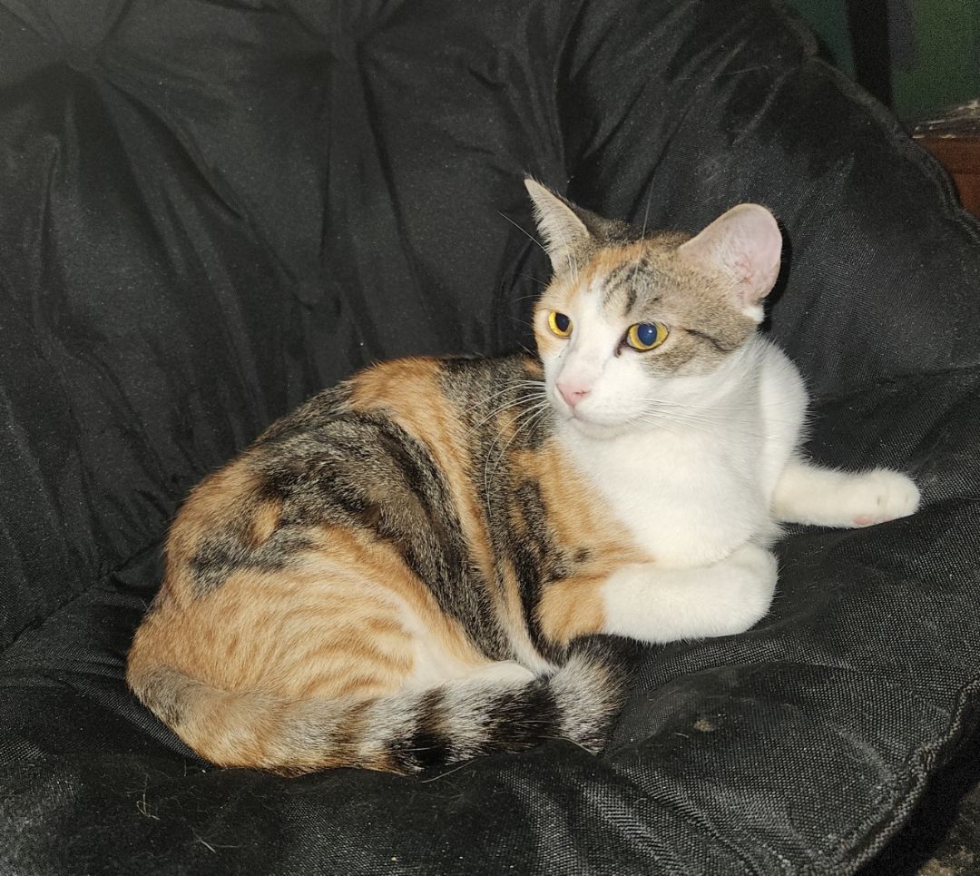Lala, Adoptable, Adult Female Calico & Tabby.