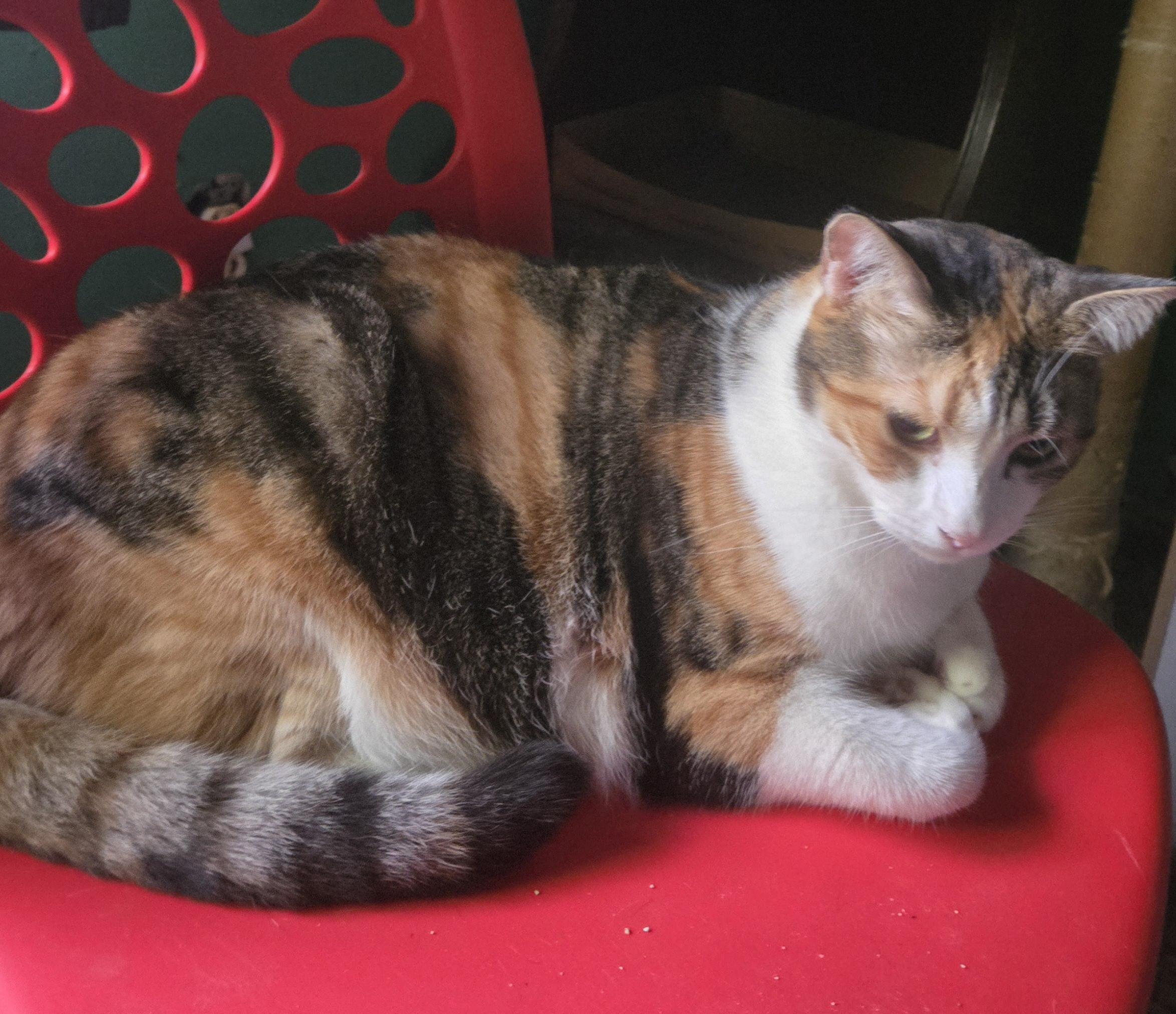 Lala, an adoptable Calico, Tabby in Monrovia, CA, 91016 | Photo Image 3