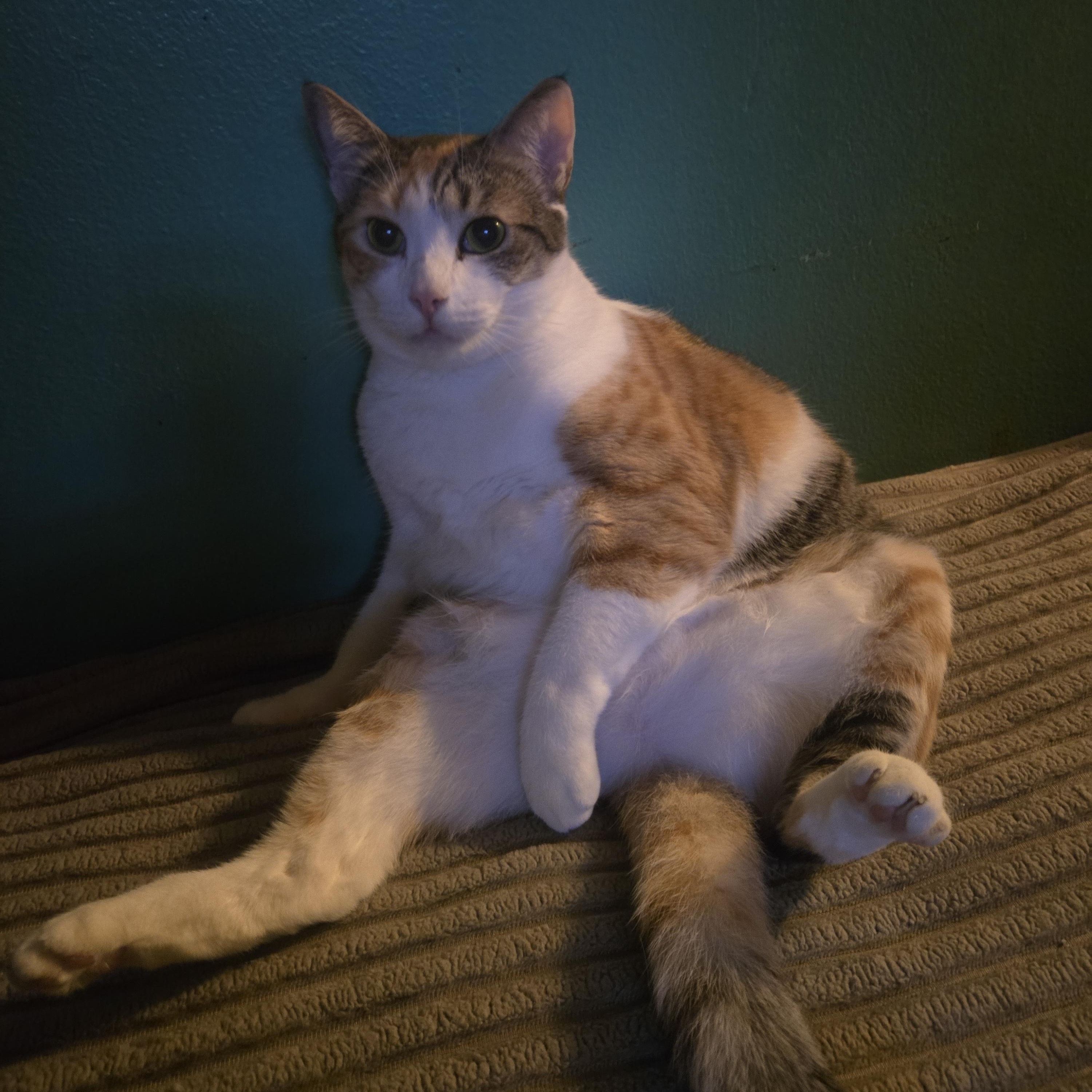 Lala, a Adoptable mixed breed in Monrovia, CA image 4/6