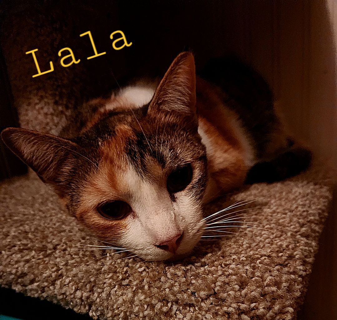 Lala, a Adoptable mixed breed in Monrovia, CA image 6/6