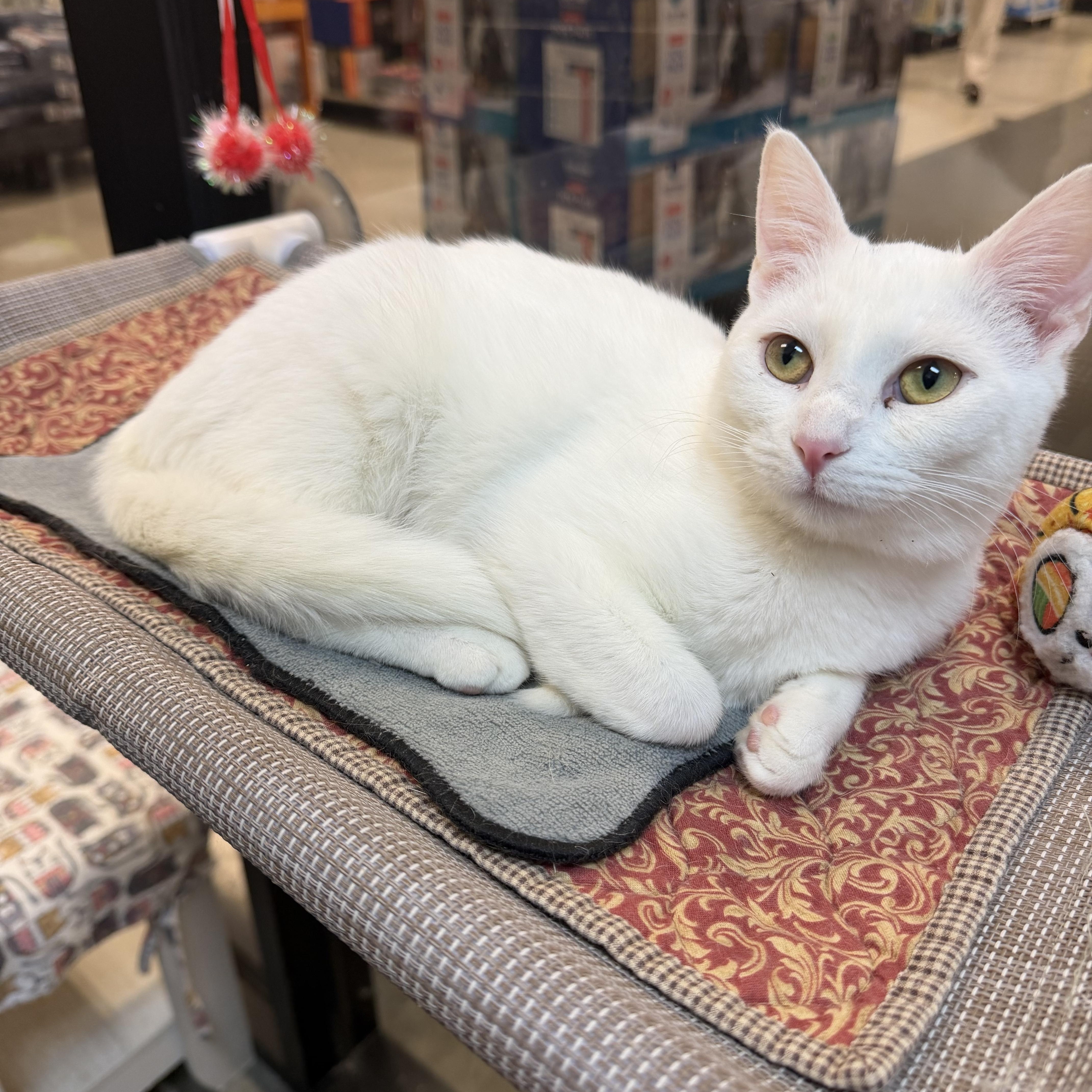 Vegas, adopted, Kitten Female Domestic Short Hair.