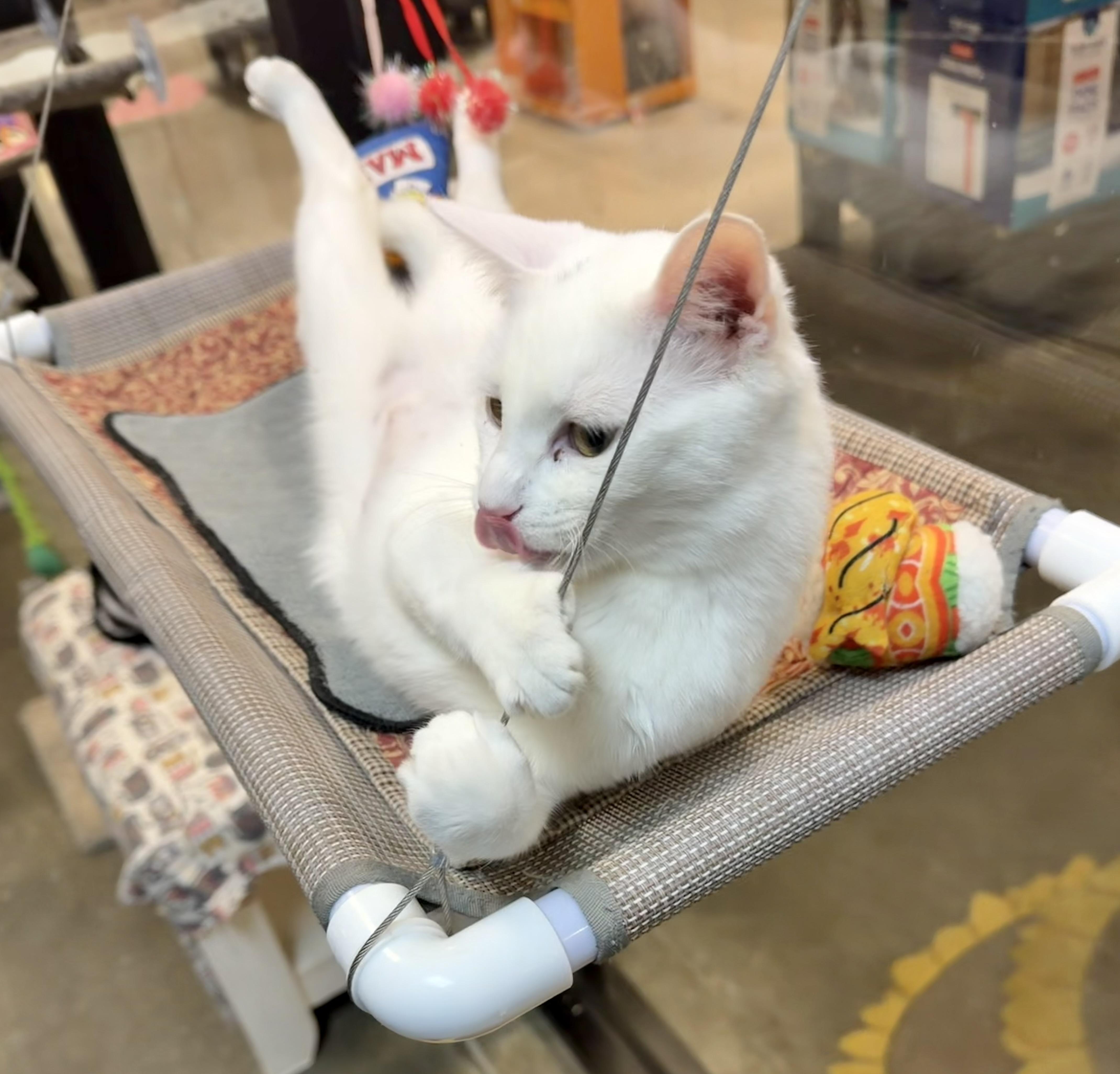 Vegas, an adopted Domestic Short Hair in Rock Hill, SC image 4/5