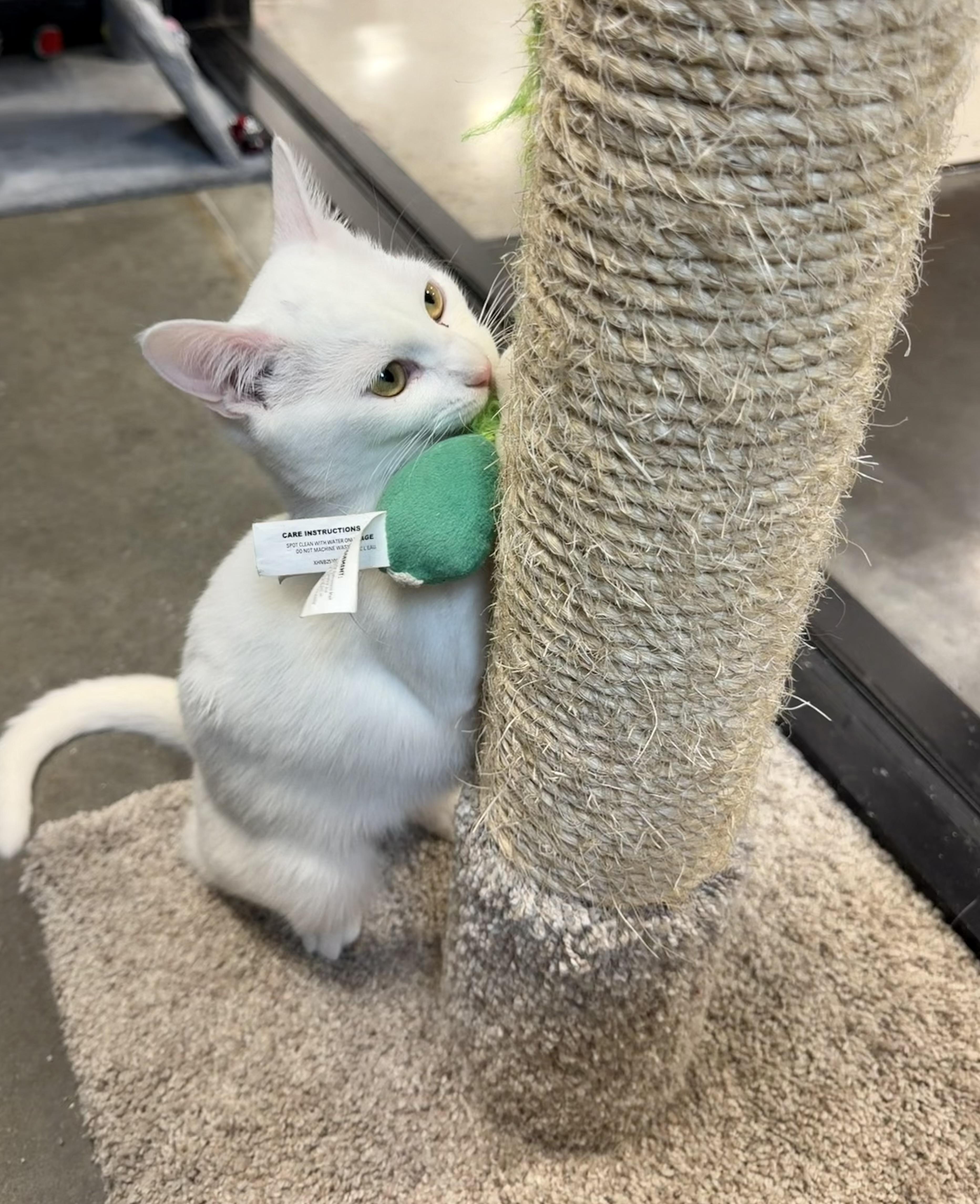 Vegas, an adopted Domestic Short Hair in Rock Hill, SC image 3/5