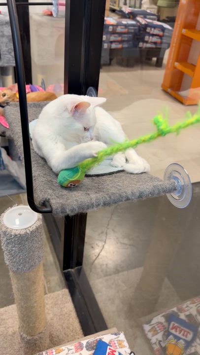 Enlarge Vegas, an adopted Domestic Short Hair in Rock Hill, SC video 5/5