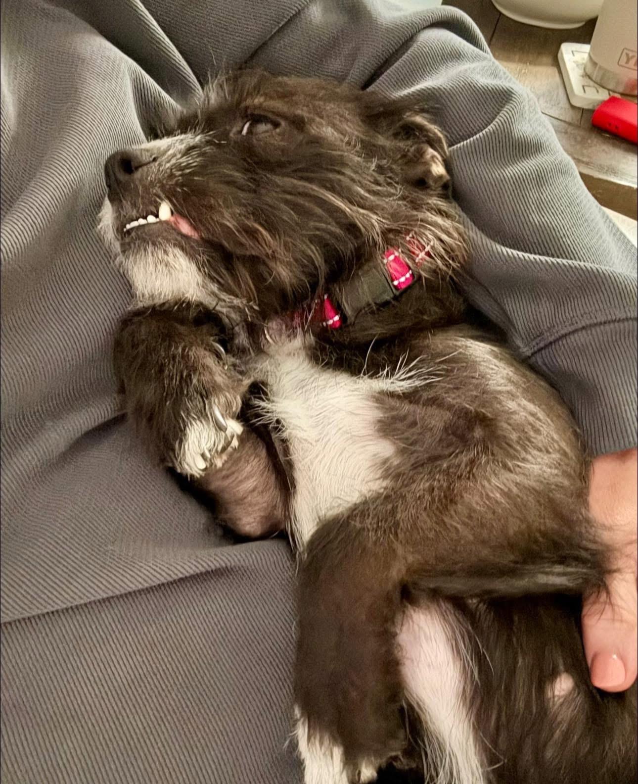 Enlarge Truffles, a Adoptable mixed breed in Rockwall, TX image 5/6