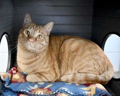 Milo, a Adoptable mixed breed in West Seneca, NY image 2/3