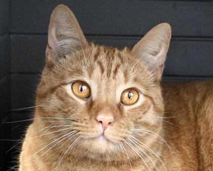 Milo, a Adoptable mixed breed in West Seneca, NY image 3/3