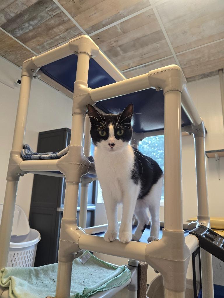 Truffle, Adoptable, Young Female Domestic Short Hair.
