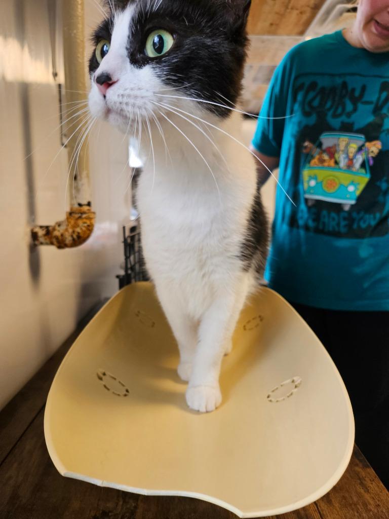 Enlarge Truffle, a Adoptable mixed breed in Barron, WI image 4/4
