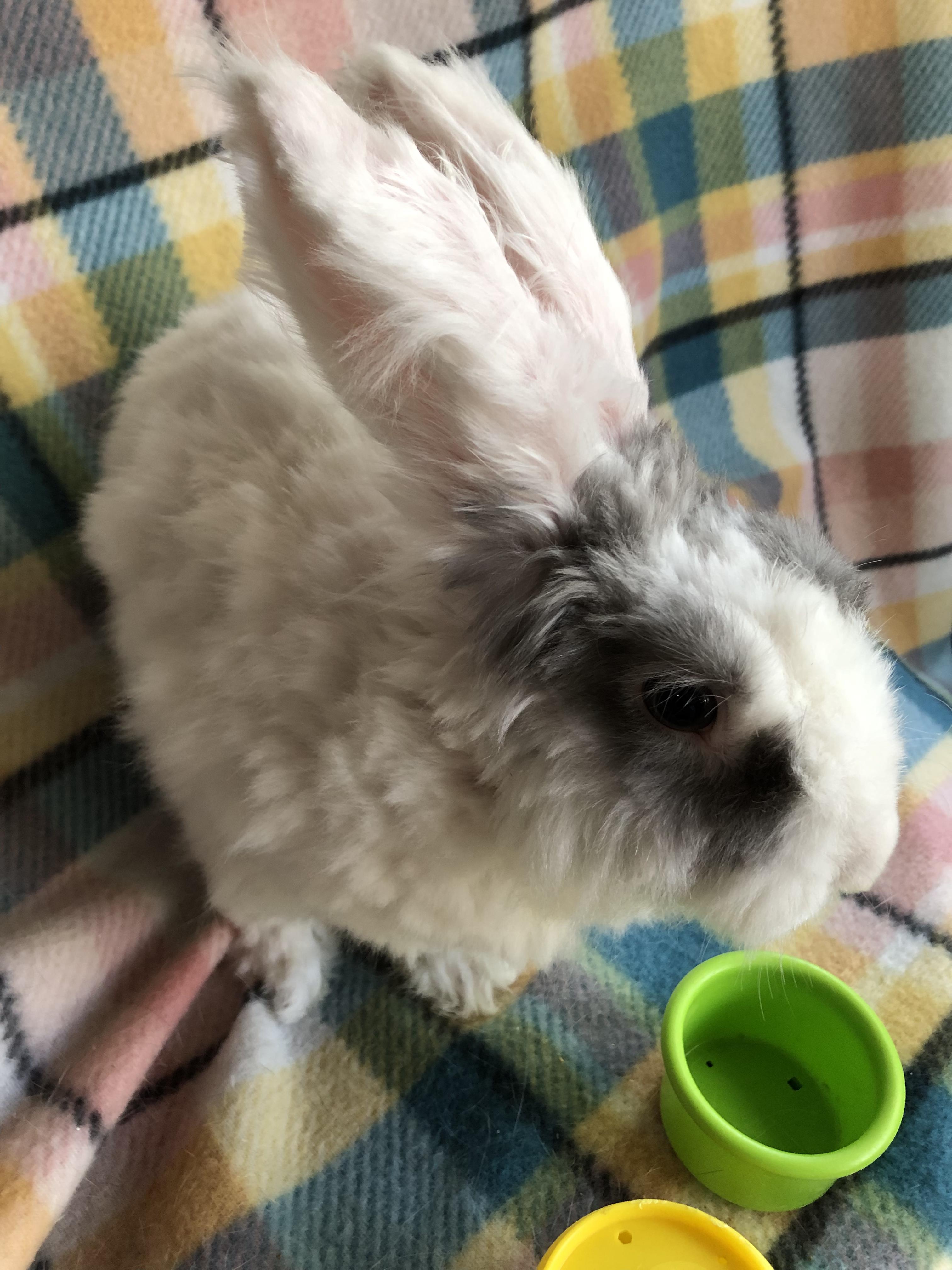 Enlarge Hula Boop, a ADOPTABLE Angora Rabbit in San Antonio, TX image 5/6