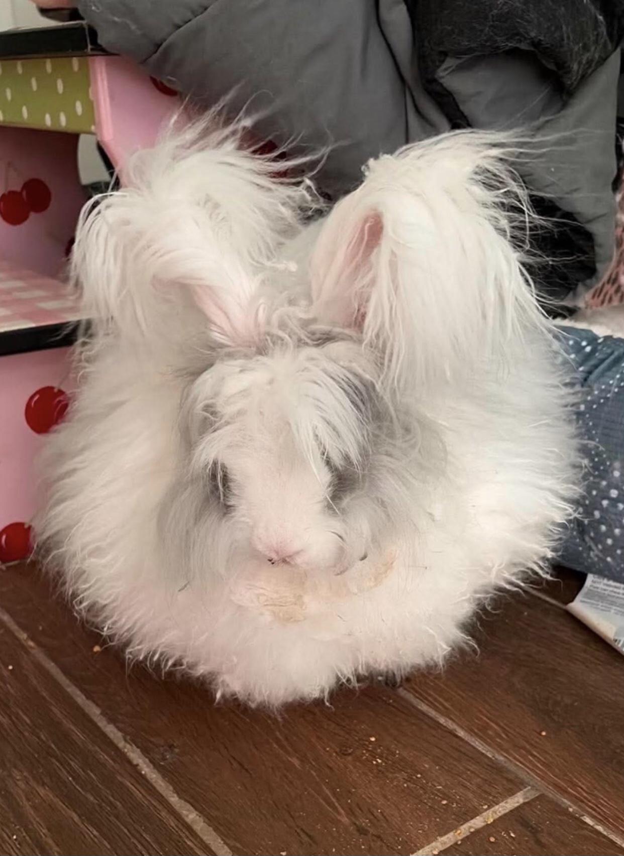 Hula Boop, ADOPTABLE, Adult Female Angora Rabbit.