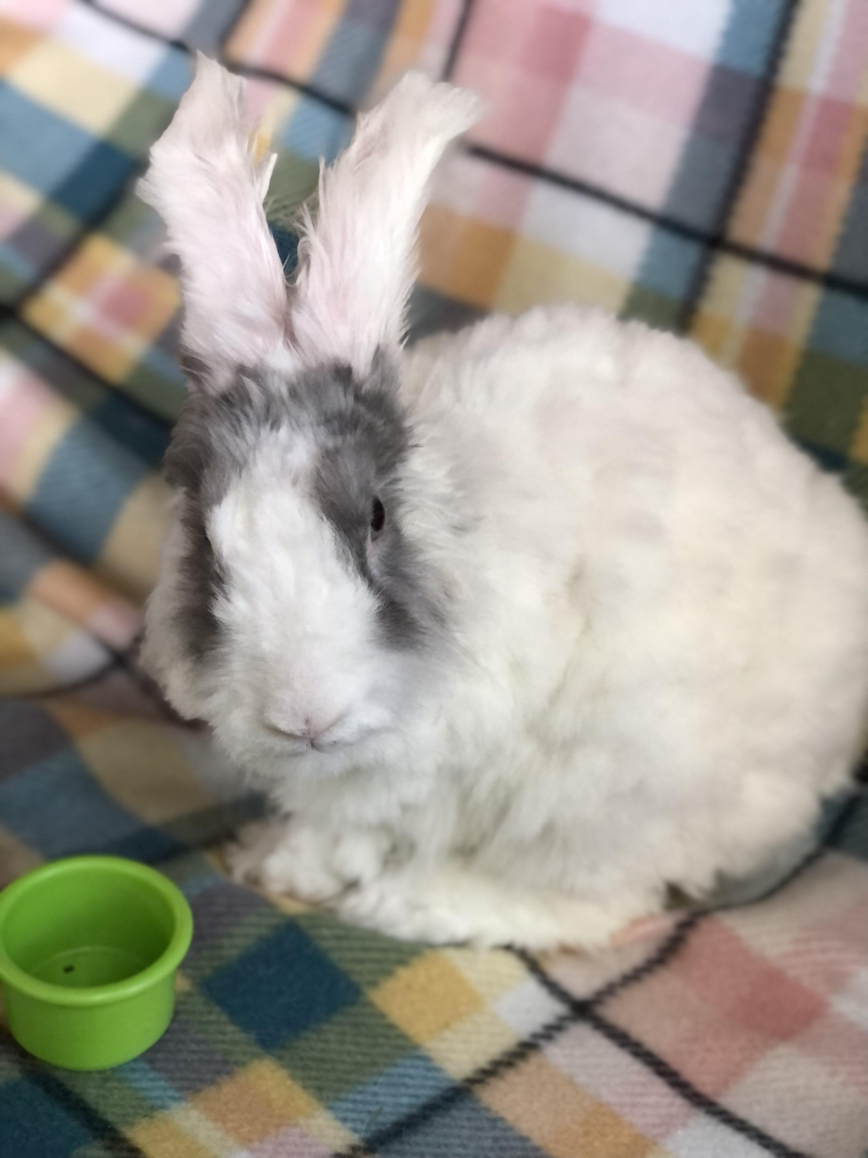 Enlarge Hula Boop, a ADOPTABLE Angora Rabbit in San Antonio, TX image 2/6