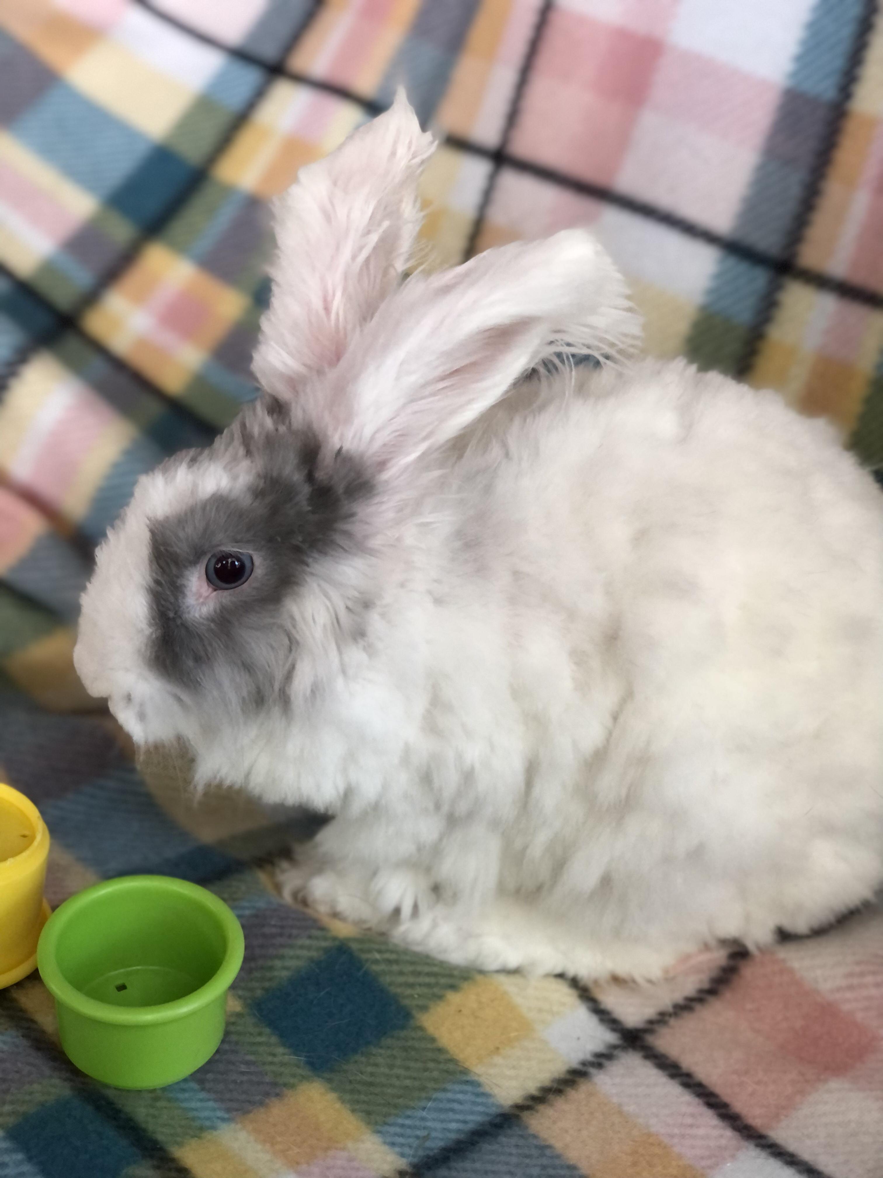 Enlarge Hula Boop, a ADOPTABLE Angora Rabbit in San Antonio, TX image 3/6