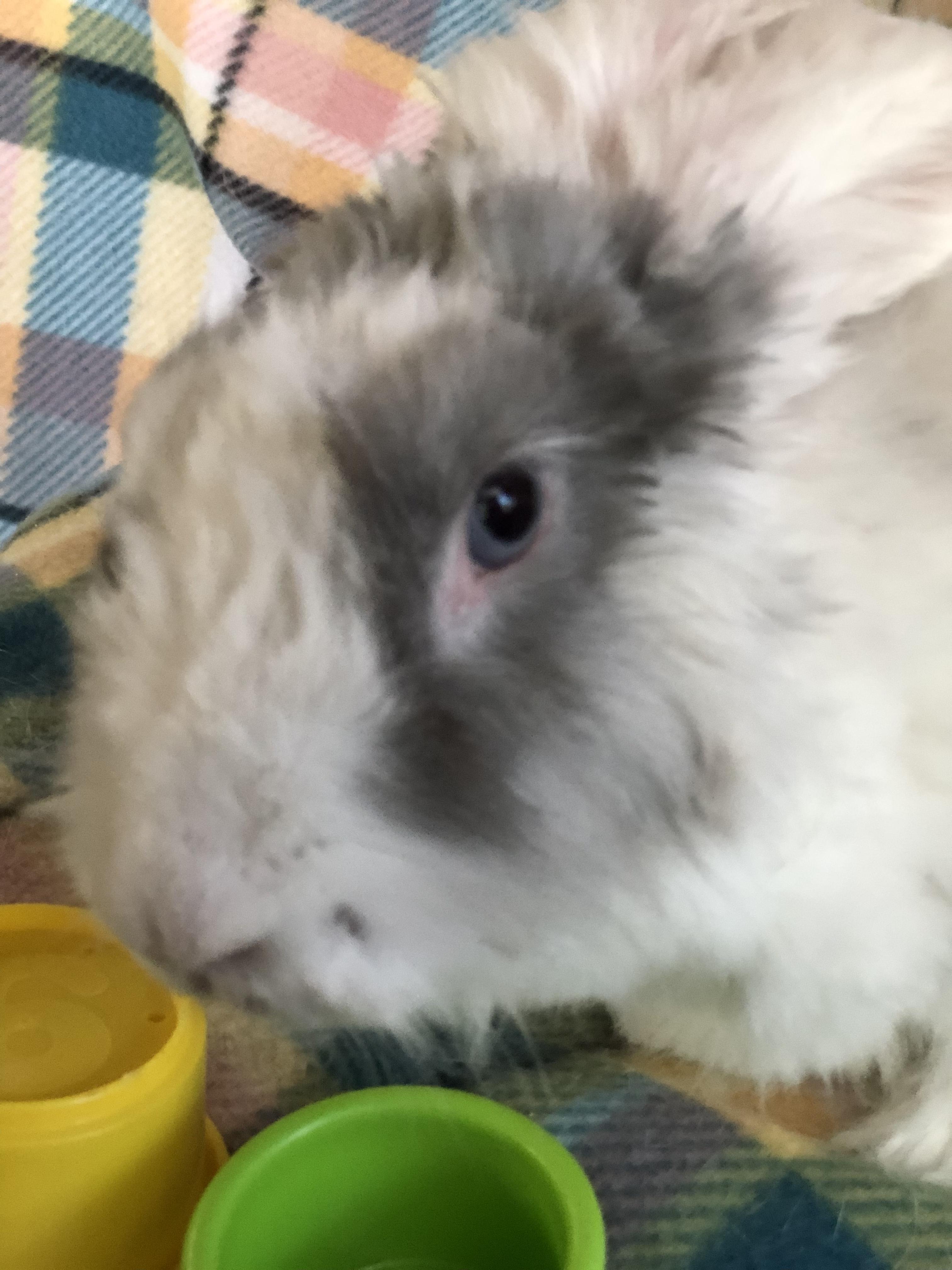 Enlarge Hula Boop, a ADOPTABLE Angora Rabbit in San Antonio, TX image 4/6