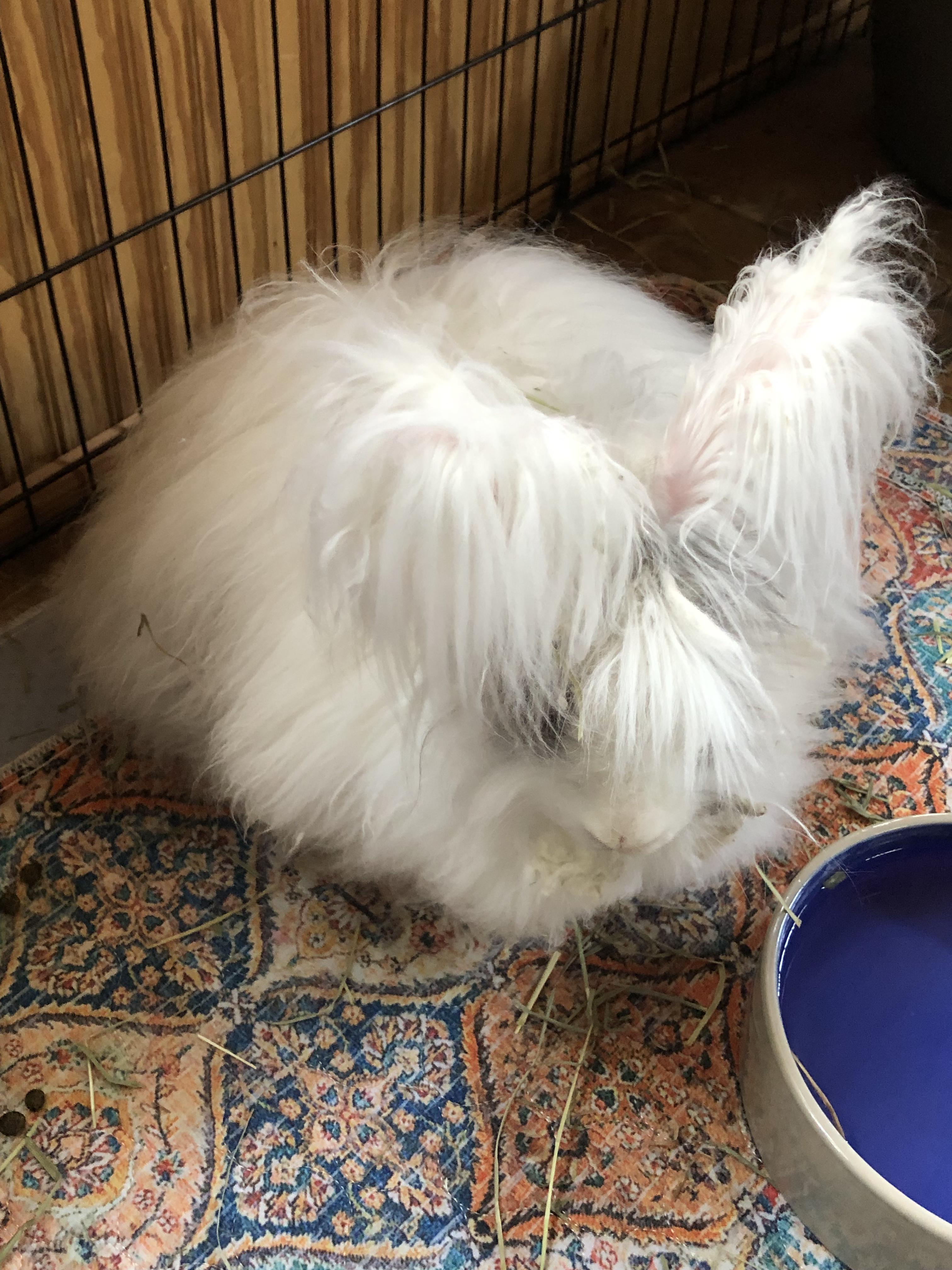 Enlarge Hula Boop, a ADOPTABLE Angora Rabbit in San Antonio, TX image 6/6