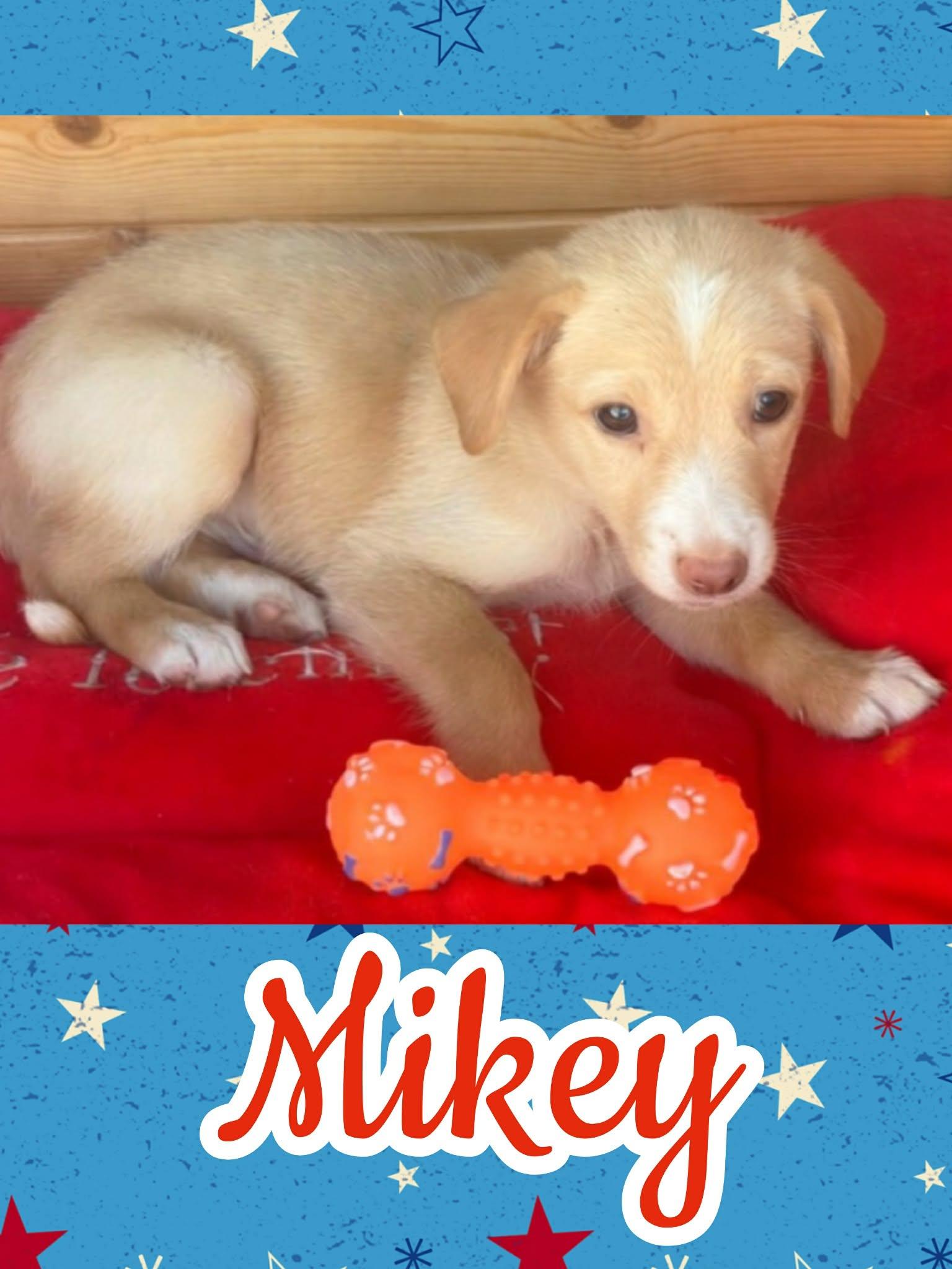 Mikey, ADOPTABLE, Puppy Male Border Collie & Labrador Retriever.
