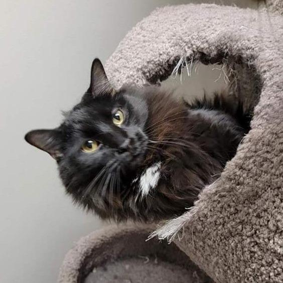 Enlarge Timber, a Adoptable Domestic Long Hair in Grand Island, NE image 1/1