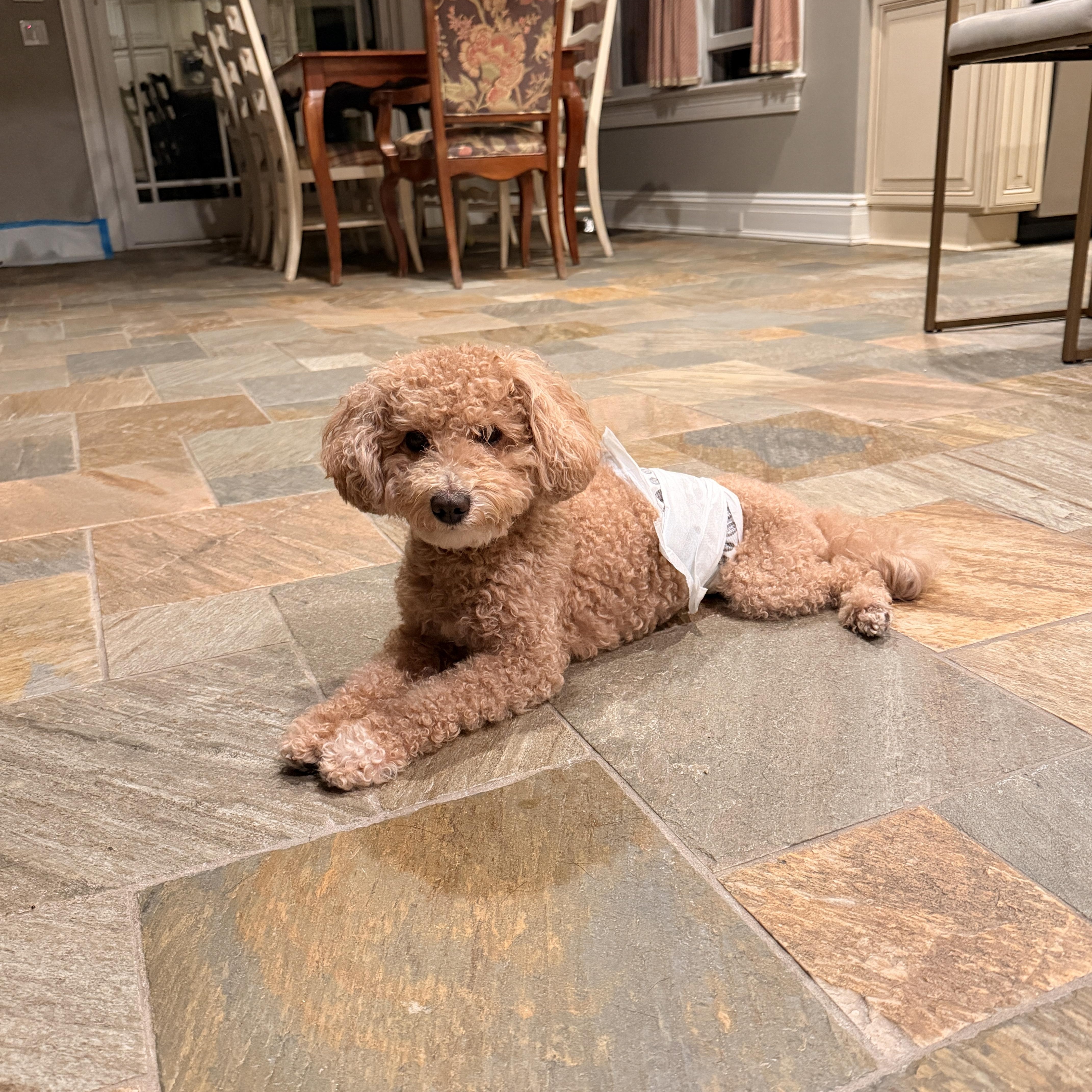 Lucky , ADOPTABLE, Adult Male Havanese & Poodle (Toy).