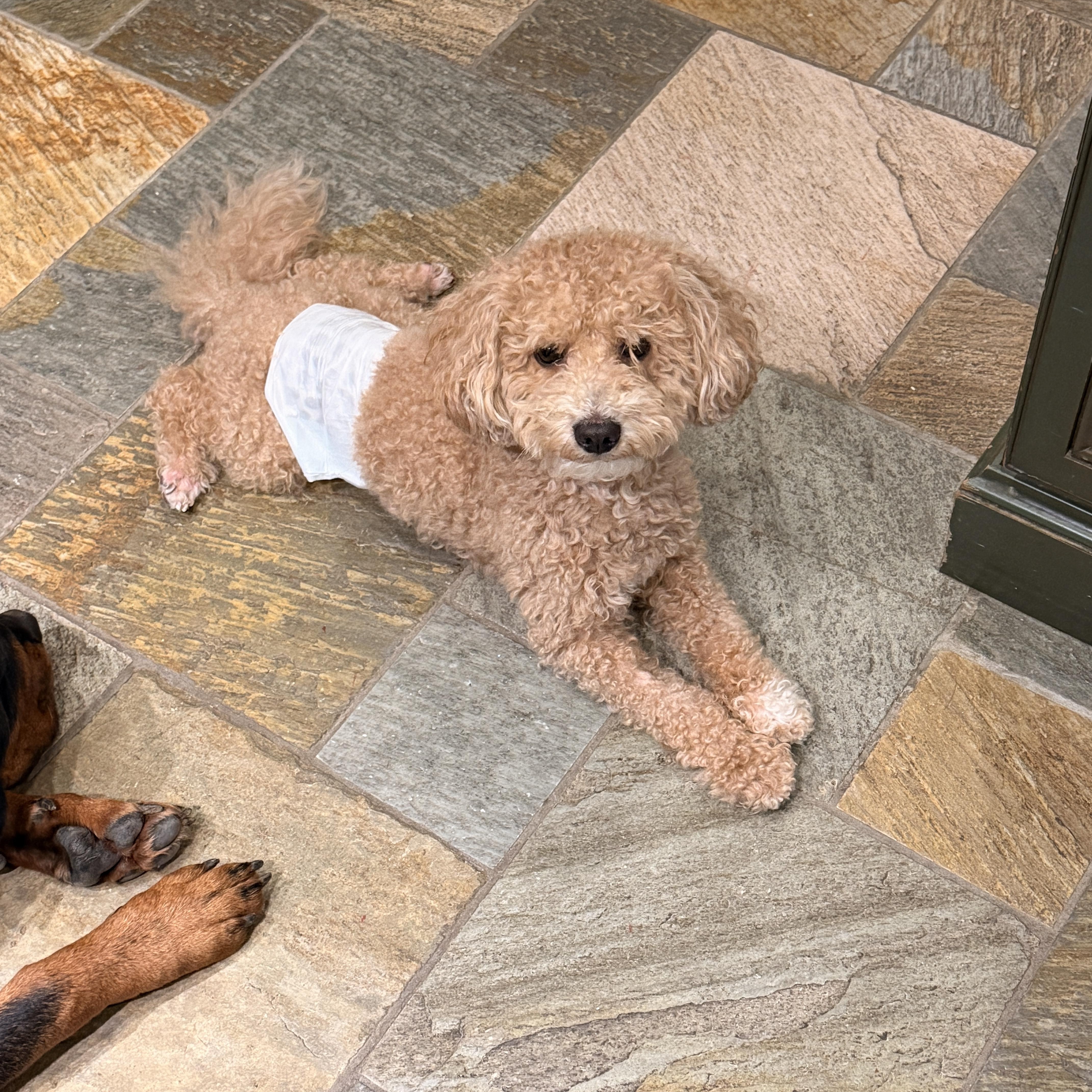 Enlarge Lucky , a ADOPTABLE mixed breed in Thornwood, NY image 2/3