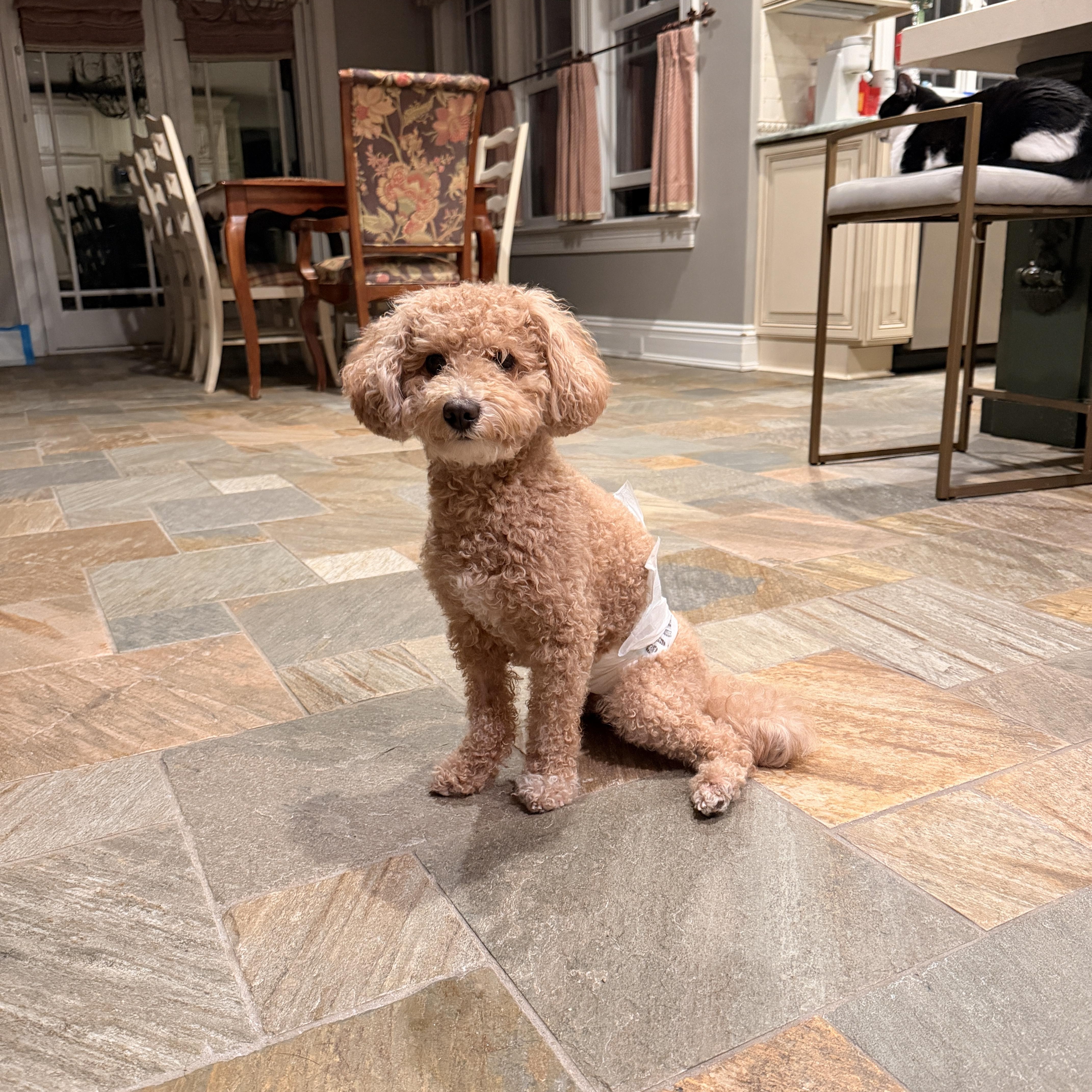 Enlarge Lucky , a ADOPTABLE mixed breed in Thornwood, NY image 3/3