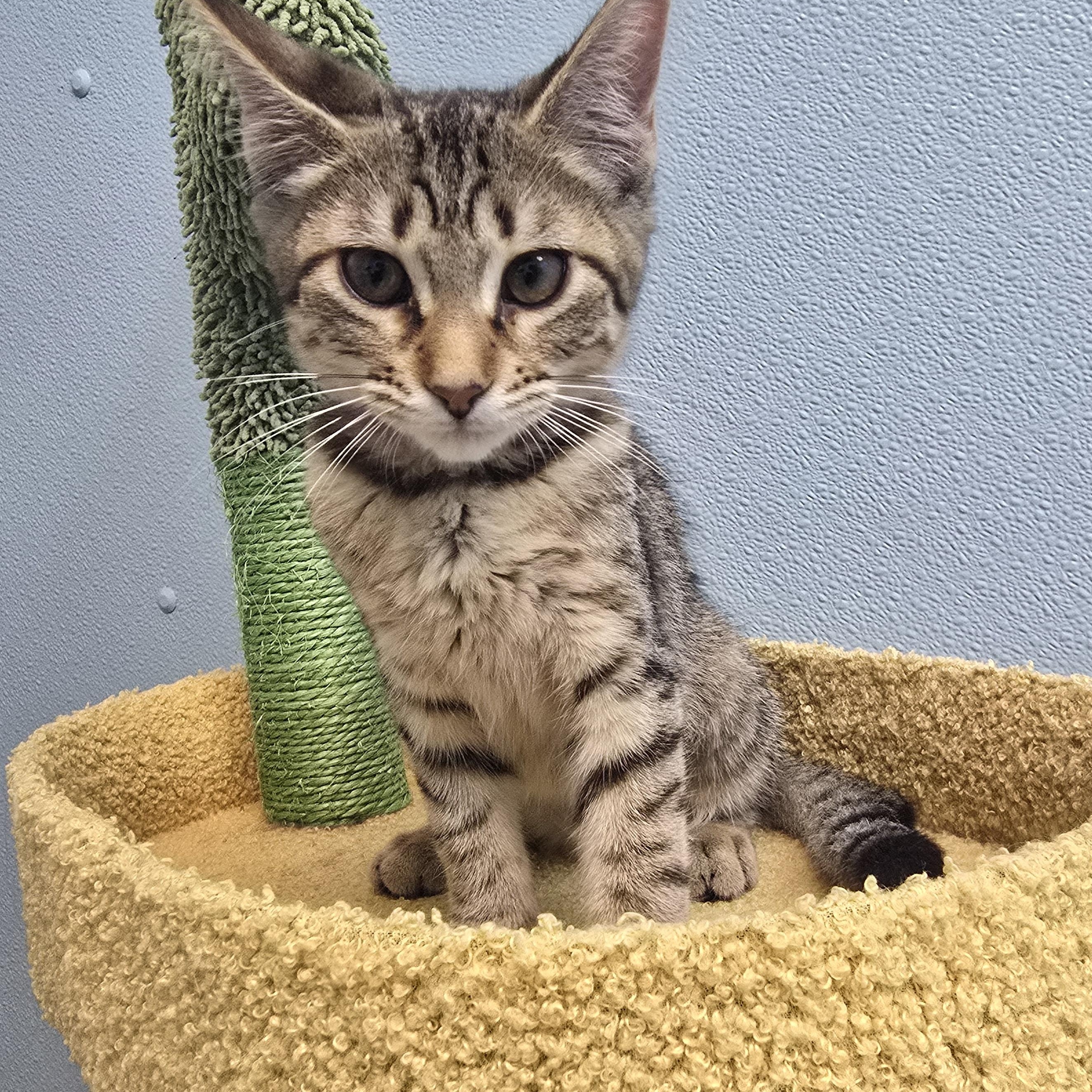 Cherry, Adoptable, Kitten Female Domestic Short Hair.