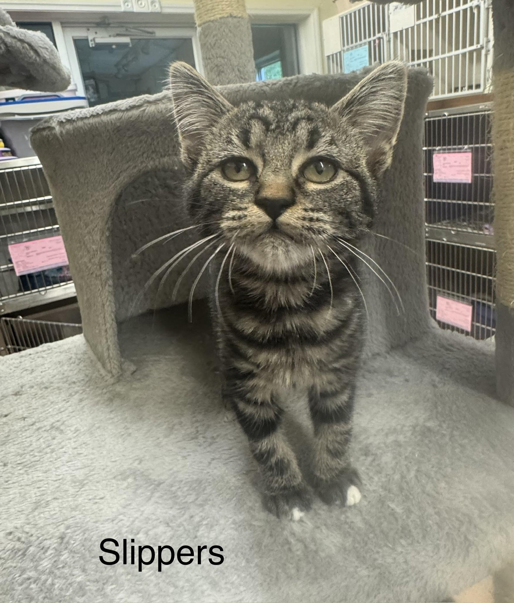 Slippers, adopted, Kitten Female Tabby.