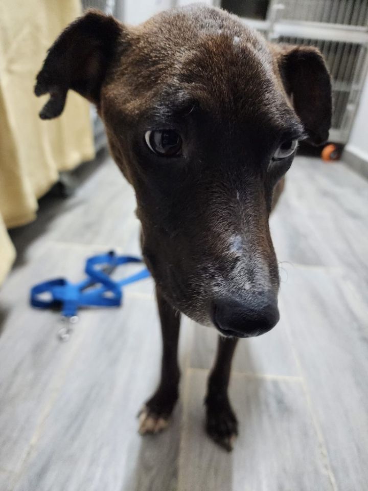 Dog for adoption River (Huesos), a Mixed Breed in Surrey, BC Petfinder