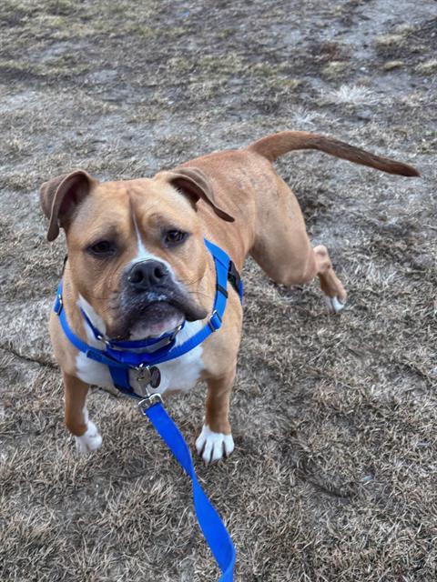 LOKI, Adoptable, Adult Male American Staffordshire Terrier.