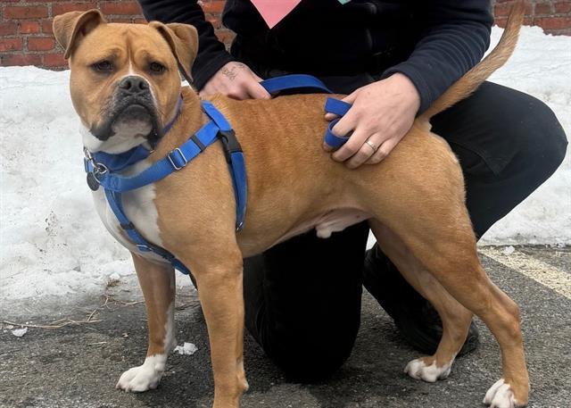 LOKI, Adoptable, Adult Male American Staffordshire Terrier.