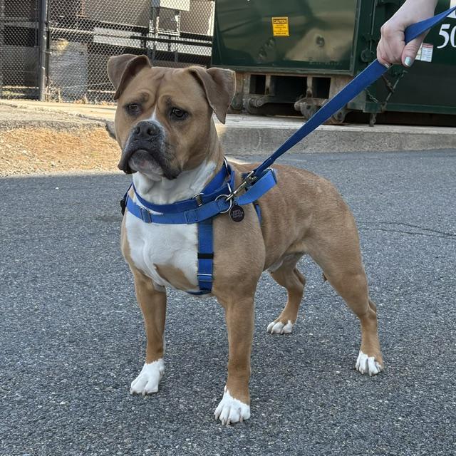 Enlarge LOKI, a Adoptable mixed breed in Boston, MA image 1/1